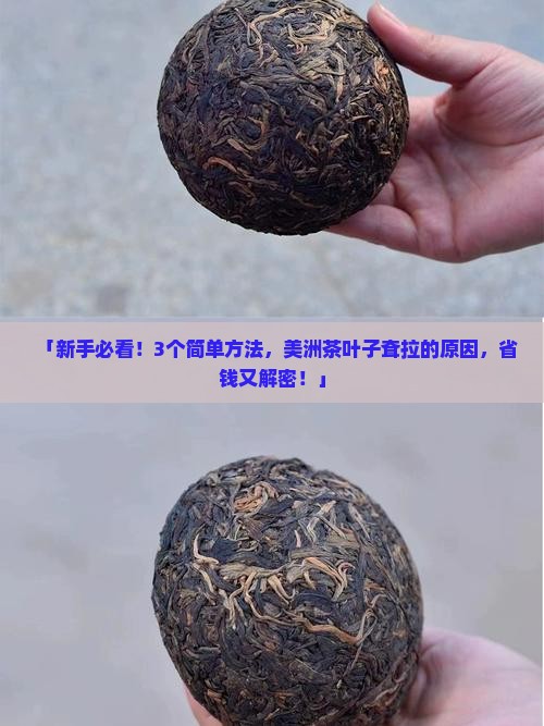 美洲茶叶子耷拉
