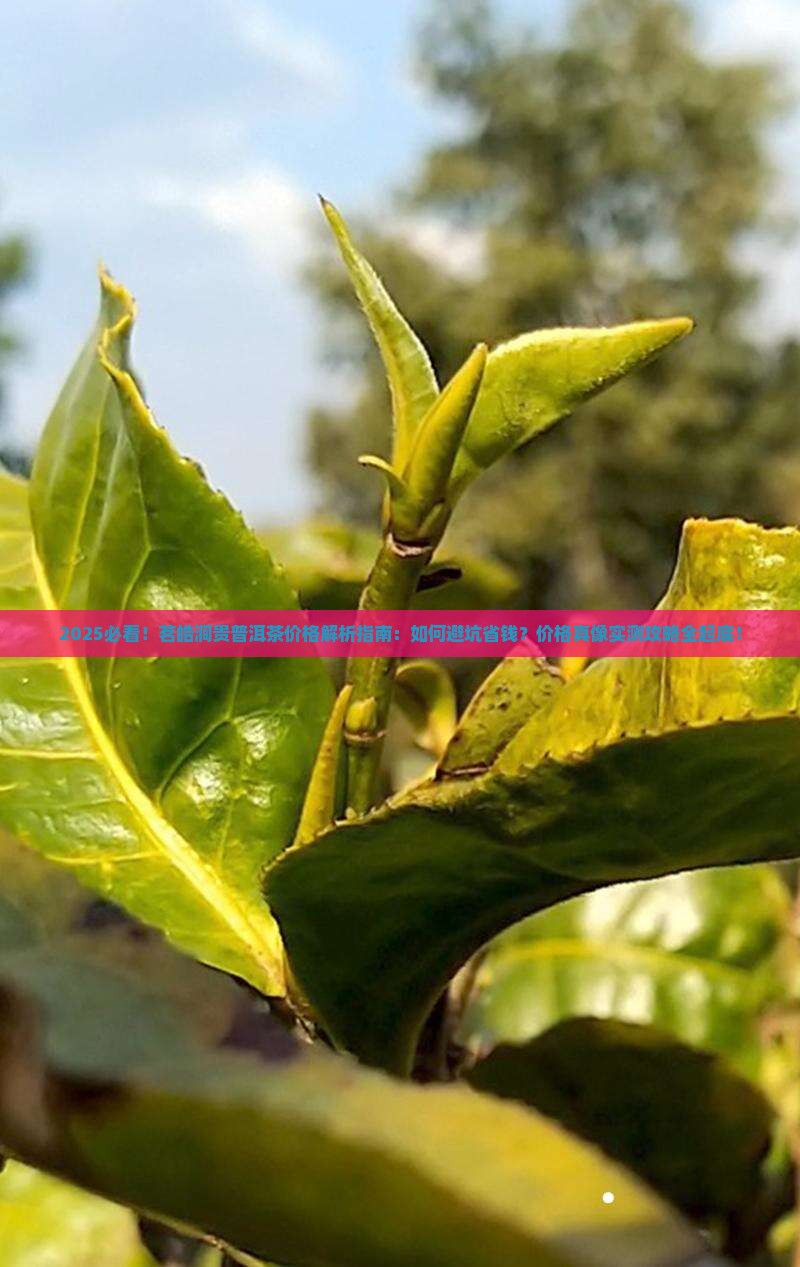 茗皓涧贵普洱茶价格