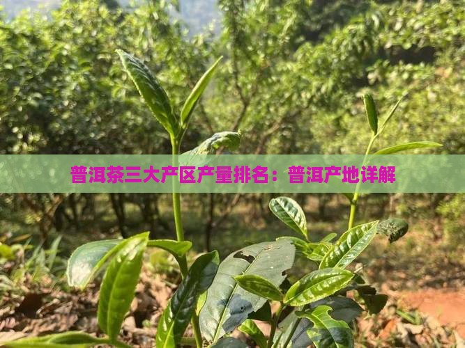 普洱茶三大产区产量排名