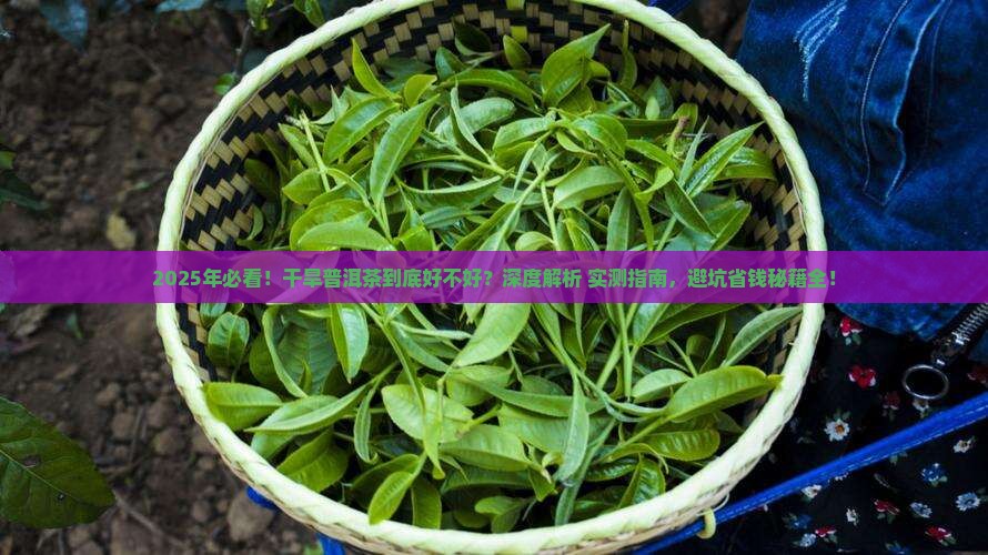 干旱普洱茶好吗
