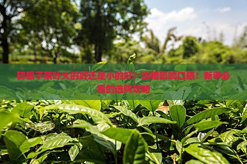 碎银子茶叶大的好还是小的好