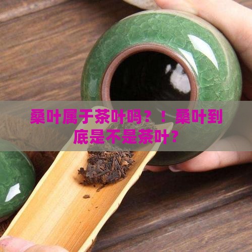 桑叶属于茶叶吗