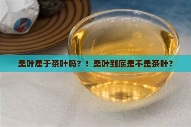 桑叶属于茶叶吗