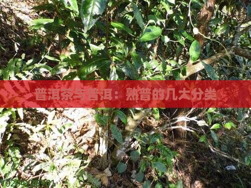 茶有几大类熟普