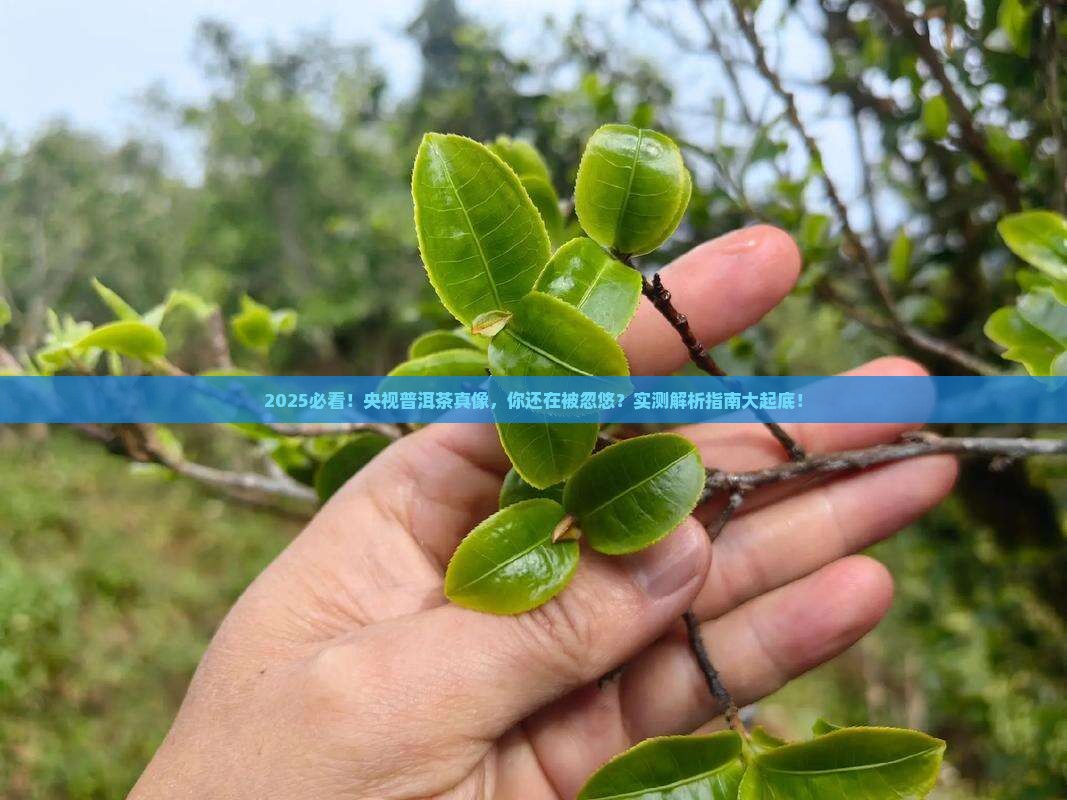 央视说普洱茶是真的吗还是假的