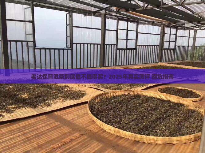 老达保普洱茶一般多少钱
