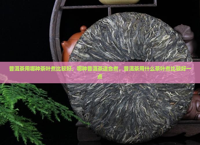 普洱茶用哪种茶叶煮比较好