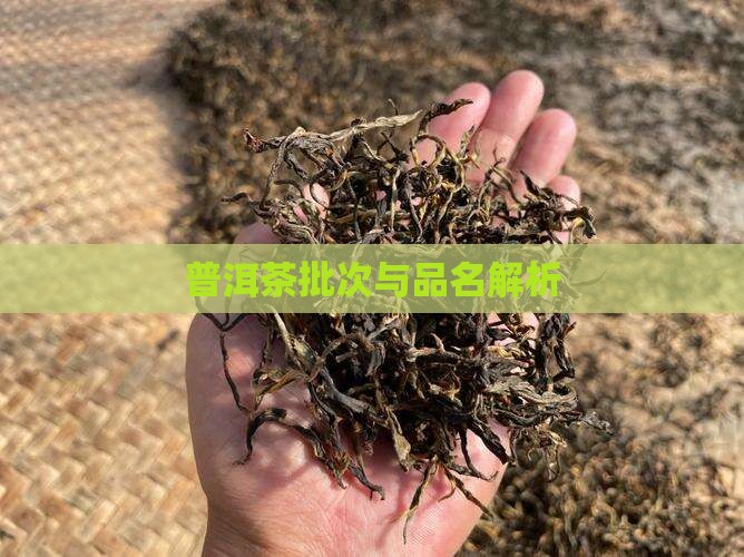 普洱茶品名批次是什么