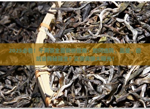 有关千两茶的介绍