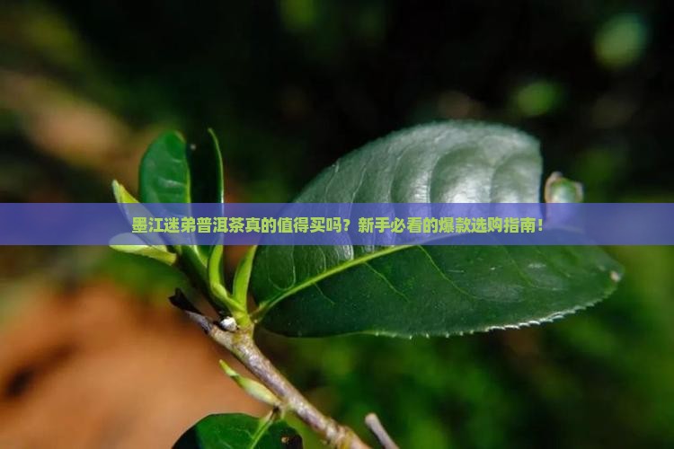 墨江迷弟普洱茶