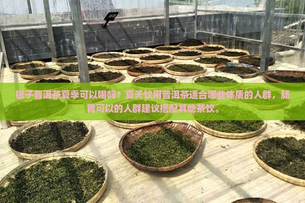 碎银子普洱茶夏季能喝吗