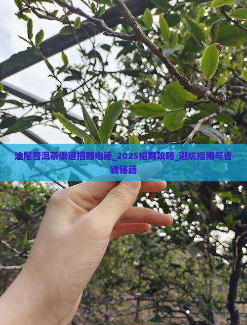汕尾普洱茶渠道招商电话