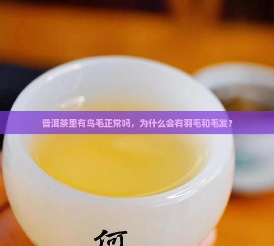 普洱茶里有鸟毛正常吗