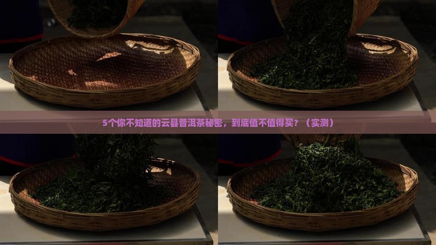 云县有名的普洱茶