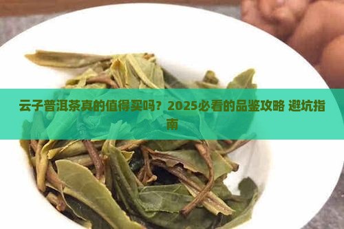 云子普洱茶好不好