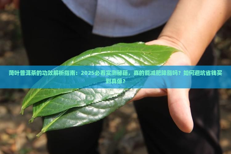 菏叶普洱茶的功效
