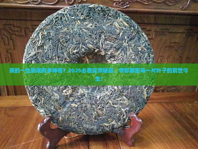 茶的一生的经历