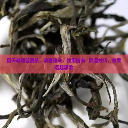 夏天就喝普洱茶