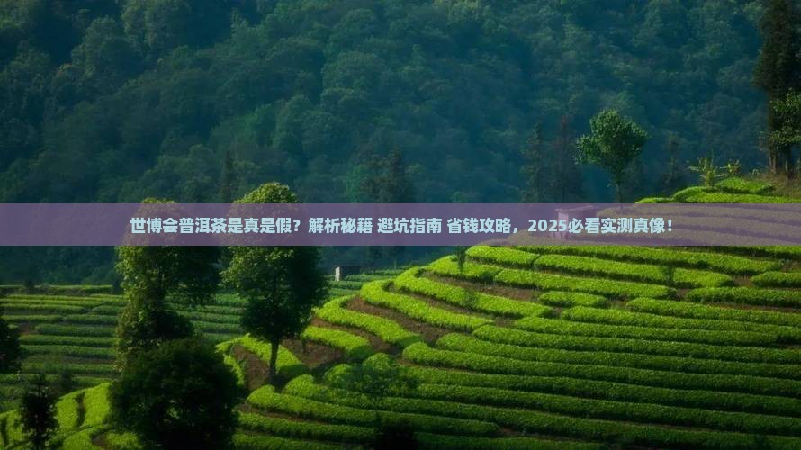 世博会普洱茶是什么
