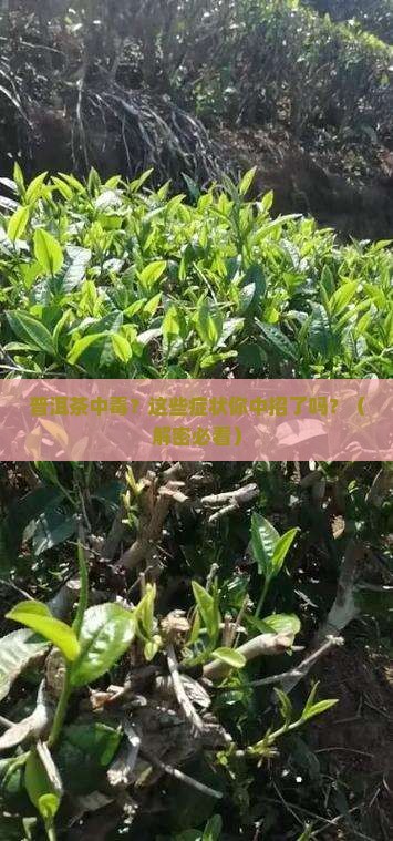 普洱茶中毒症状有哪些