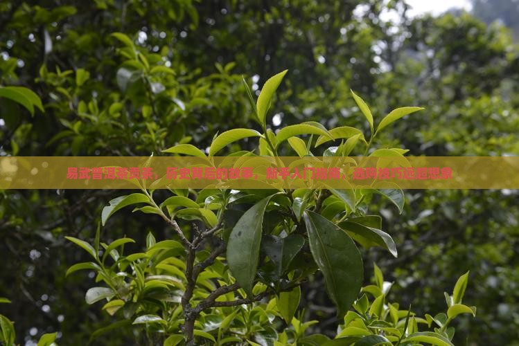 易武普洱茶贡茶