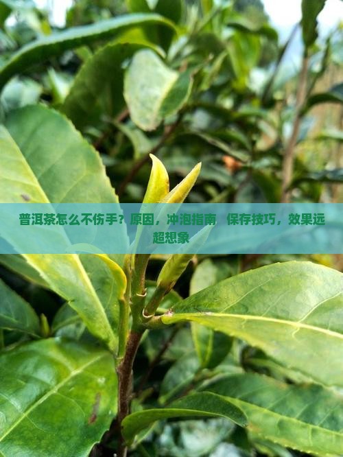 普洱茶怎么不伤手