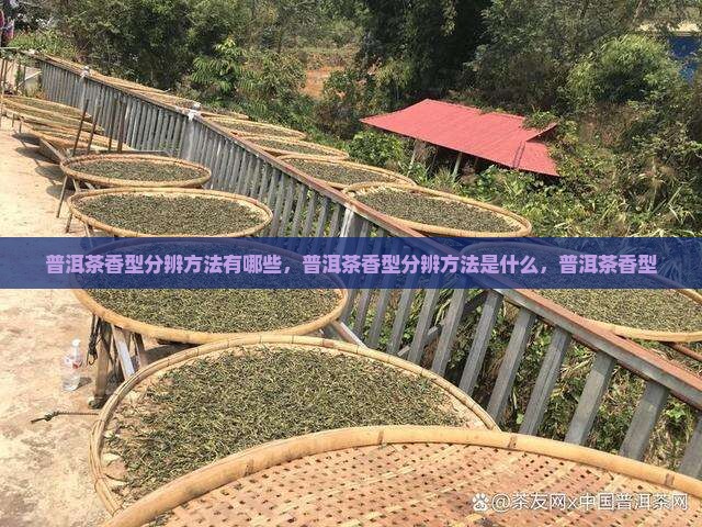 普洱茶香型分辨方法