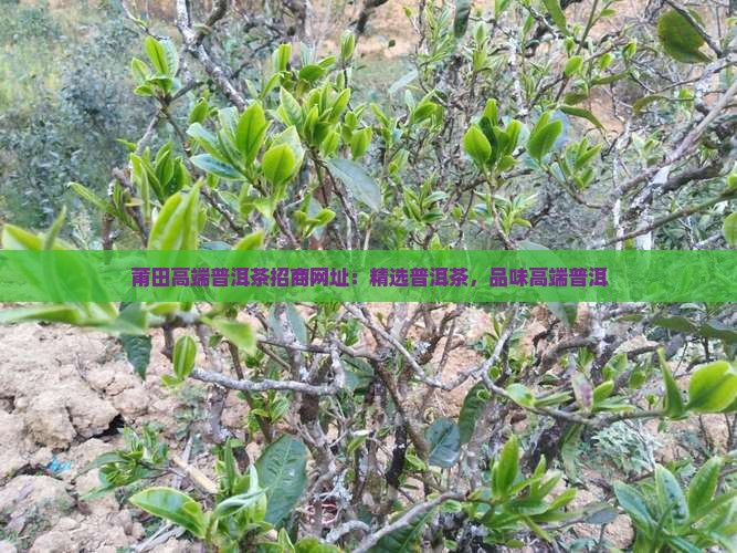 莆田高端普洱茶招商网址