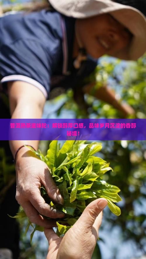 普洱熟茶滋味轮