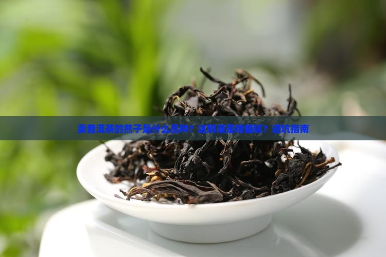 卖普洱茶的燕子是什么品种