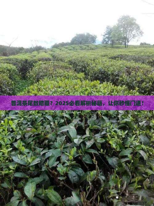 普洱茶尾数代表什么意思