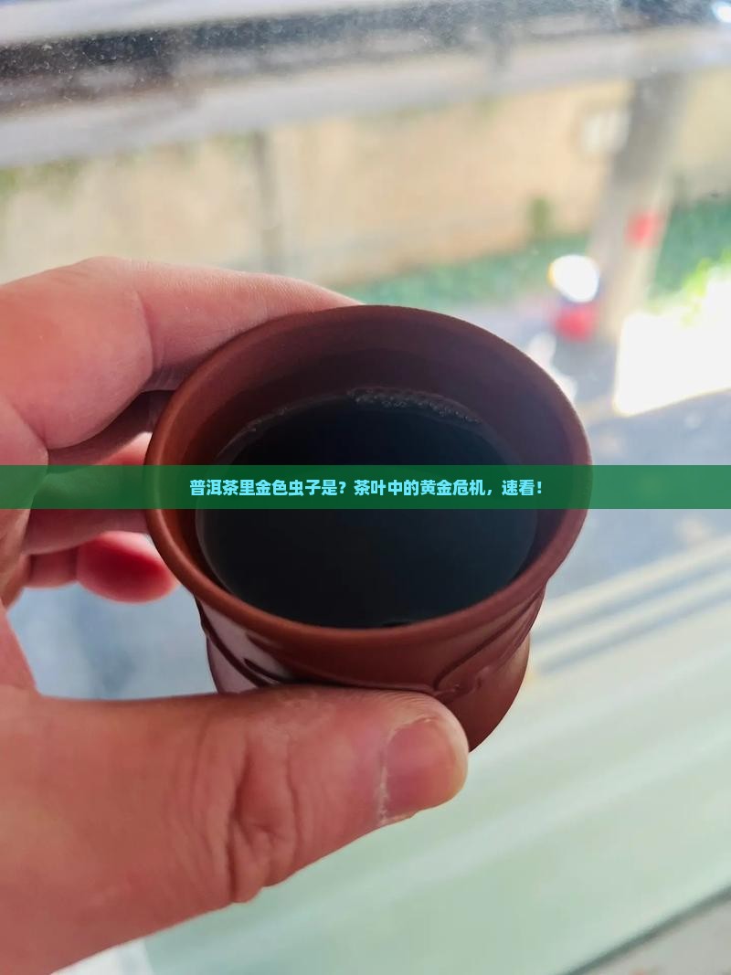 普洱茶里金色虫子是