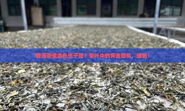 普洱茶里金色虫子是