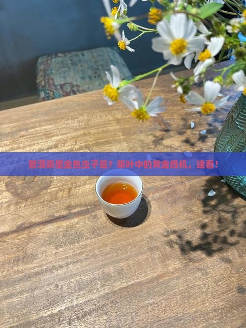 普洱茶里金色虫子是
