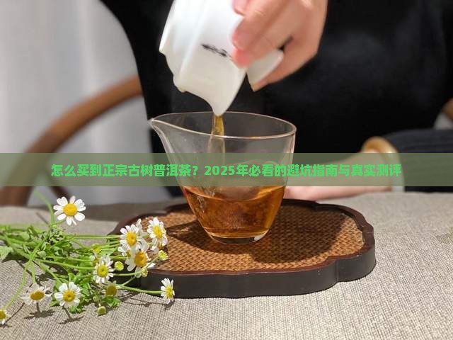 如何买到古树普洱茶