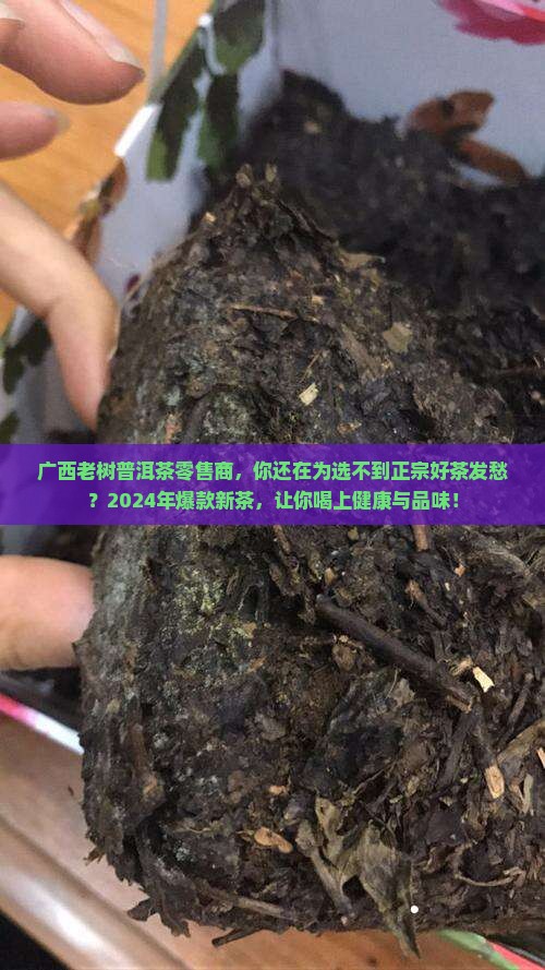 广西老树普洱茶零售商