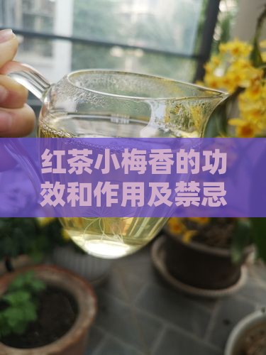 红茶小梅香的功效和作用