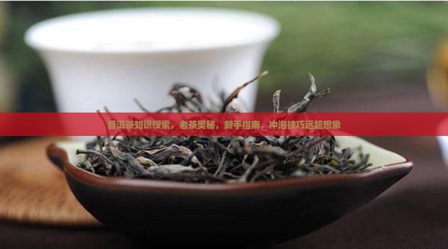 普洱茶知识搜索
