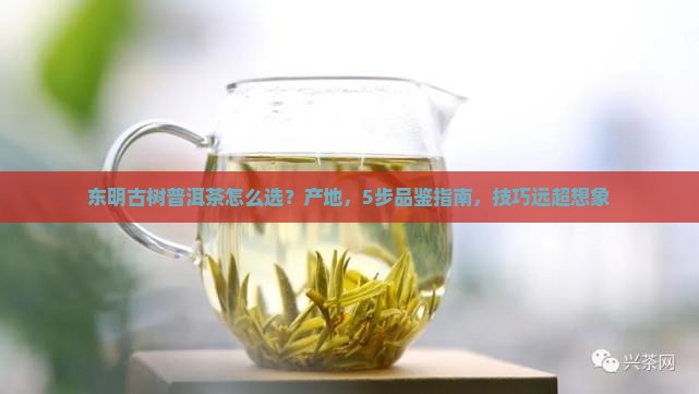 东明古树普洱茶