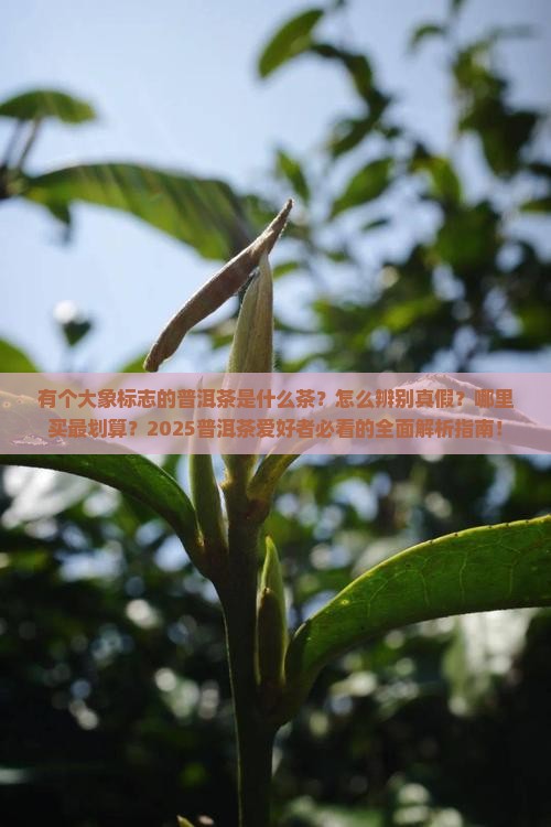 有个大象标志的普洱茶是什么茶
