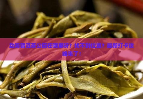 勐海普洱茶公园在哪里呀