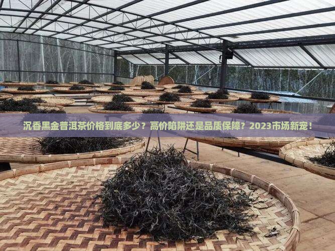 沉香黑金普洱茶价格