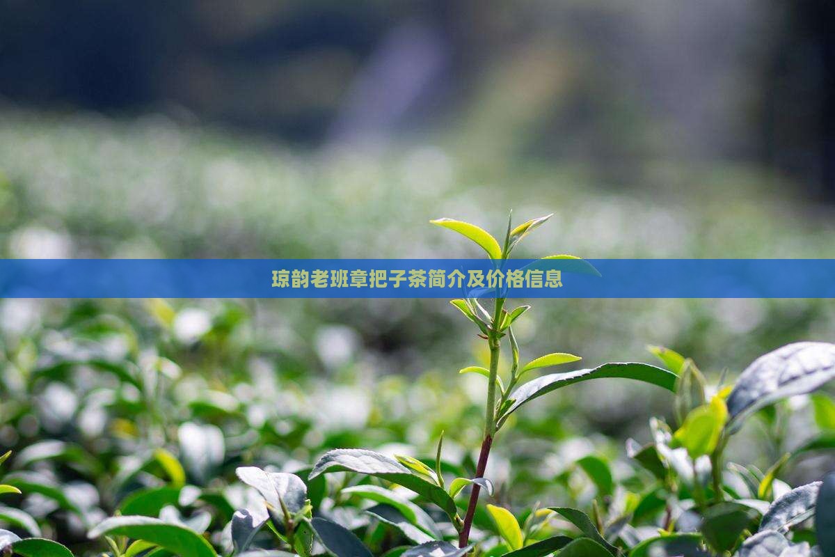 琼韵老班章把子茶