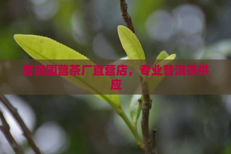 普洱茶国营茶厂直营店