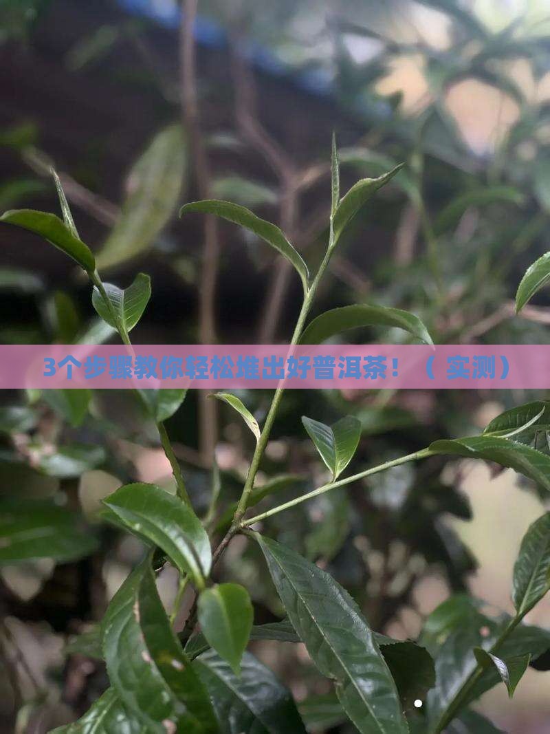 ABCD堆普洱茶
