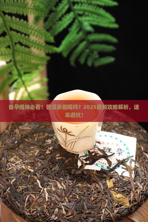 备孕可以喝普洱茶嘛