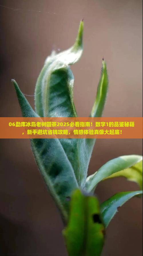 06勐库冰岛老树圆茶