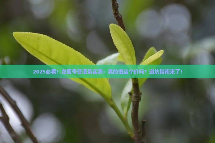 龙园号普洱茶怎样样