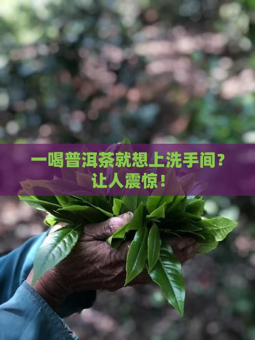 一喝普洱茶就想上洗手间