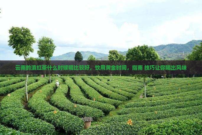 云南的滇红茶什么时候喝比较好